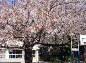小学校　豊島区立駒込小学校（小学校）まで352m