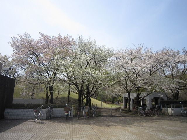 公園　深大寺植物公園（公園）まで1000m