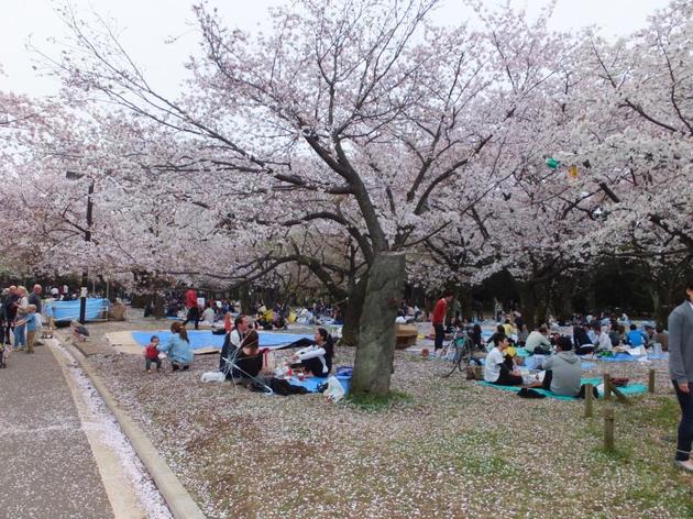 公園　都立代々木公園西門（公園）まで422m