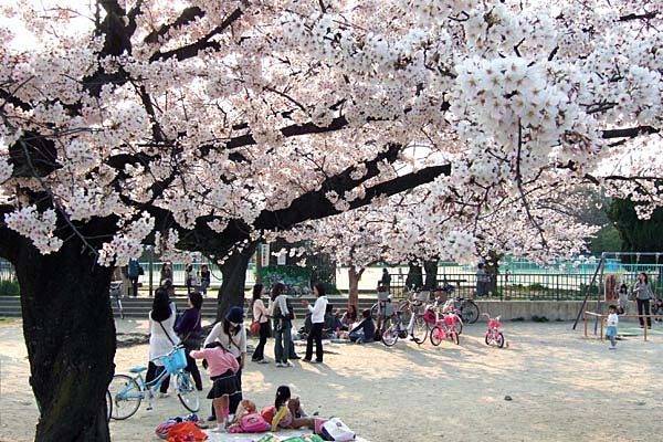 公園　大曽公園（公園）まで230m