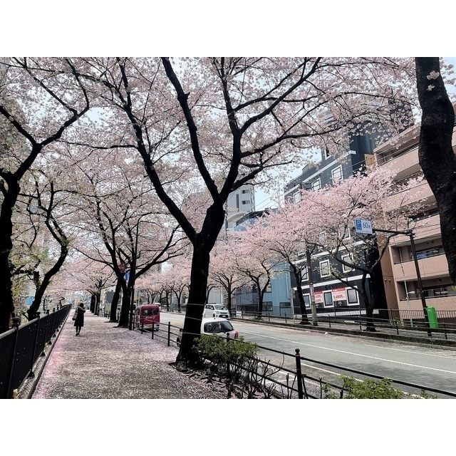 その他　近隣で桜が綺麗に咲きます