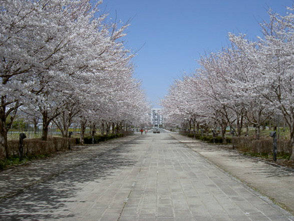 公園　柏の葉公園（公園）まで2000m