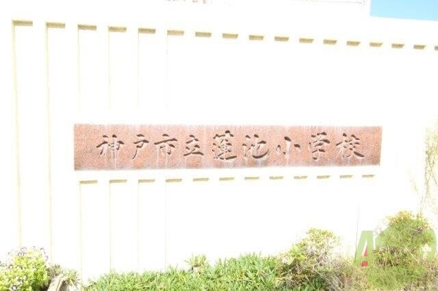 小学校　神戸市立蓮池小学校（小学校）まで751m