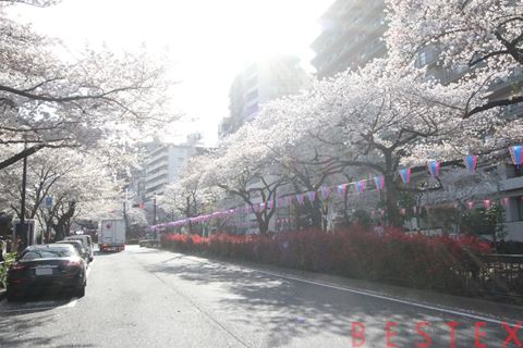 公園　播磨坂さくら並木（公園）まで477m