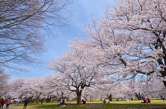 【ハイム原島の公園】