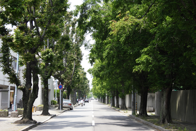 その他共有部分　並木道