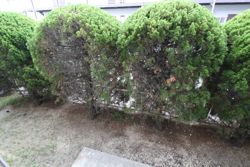 庭