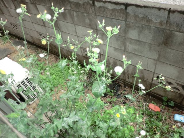 庭