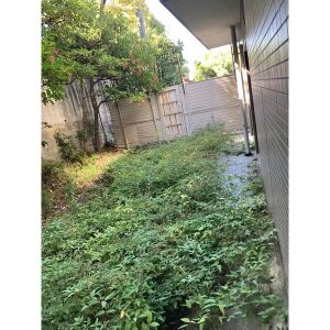 バルコニー　2025.1023撮影時