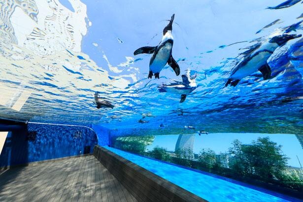その他　サンシャイン水族館（その他）まで519m