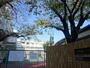 小学校　渋谷区立笹塚小学校（小学校）まで357m
