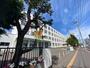 小学校　札幌市立白楊小学校（小学校）まで379m