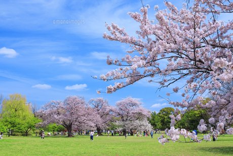 公園　篠崎公園（公園）まで783m