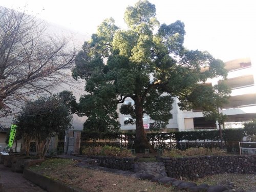 公園　新しきを知る公園（公園）まで278m