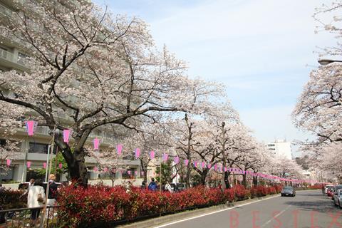 公園　播磨坂さくら並木（公園）まで429m