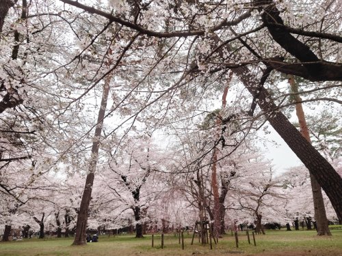 公園　大宮公園（公園）まで579m