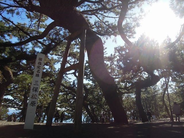 その他　三保の松原（その他）まで1200m