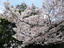 公園　三国本町公園（公園）まで500m