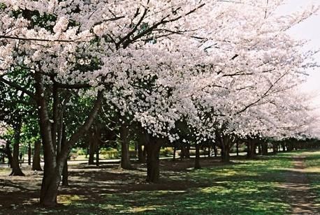 公園　亀戸中央公園（公園）まで750m