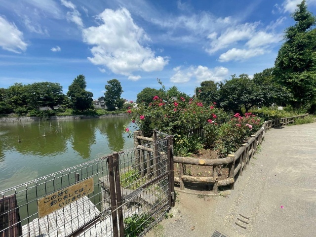 公園　碑文谷公園（公園）まで1015m
