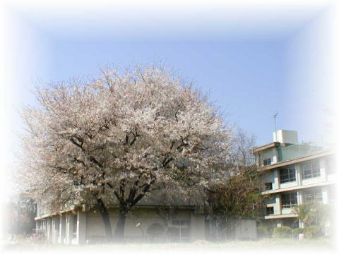 小学校　小平市立花小金井小学校（小学校）まで138m