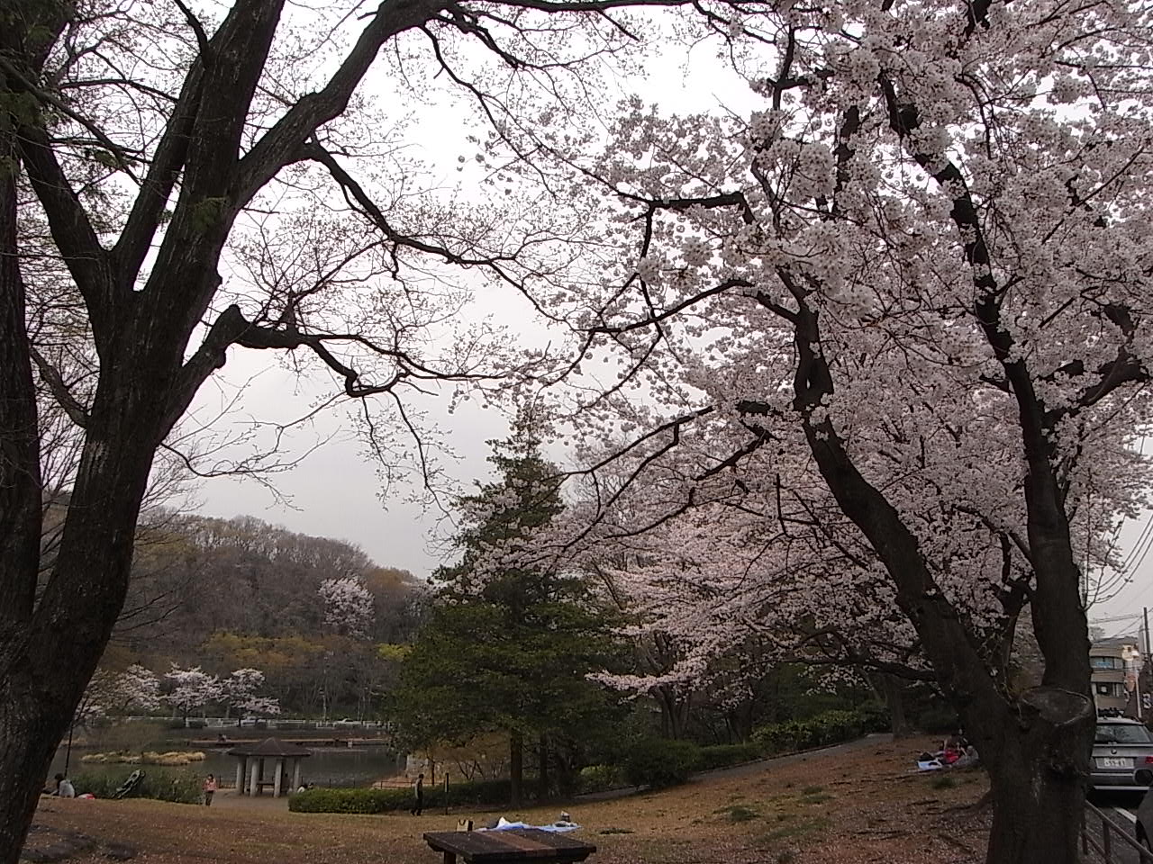 公園　もえぎ野公園（春）（公園）まで841m