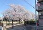 その他　東隣は春になると桜満開の干潟公園が広がっています