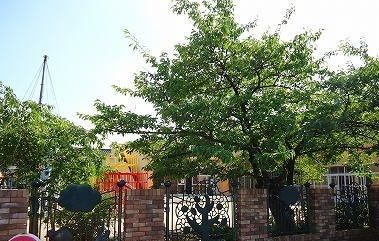 幼稚園・保育園　本成寺保育園（幼稚園・保育園）まで800m
