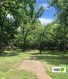 公園　ひのまる公園（公園）まで981m