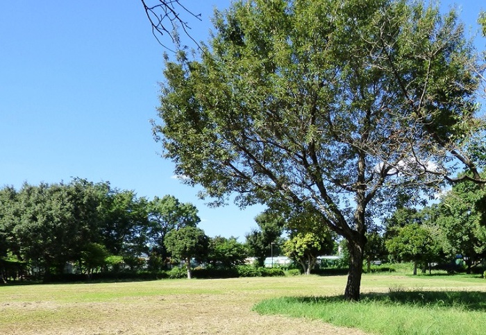 公園　郷土の森公園（公園）まで1400m