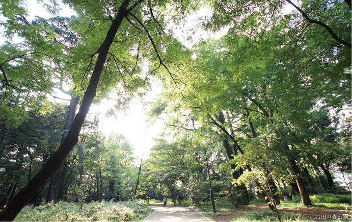 公園　江古田の森公園（公園）まで250m