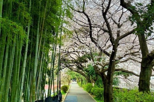 公園　江古田の森公園（公園）まで1078m