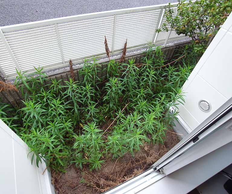 バルコニー　風通しがよいです。