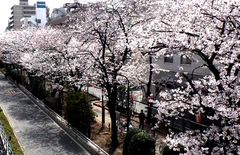 公園　亀戸緑道公園（公園）まで550m