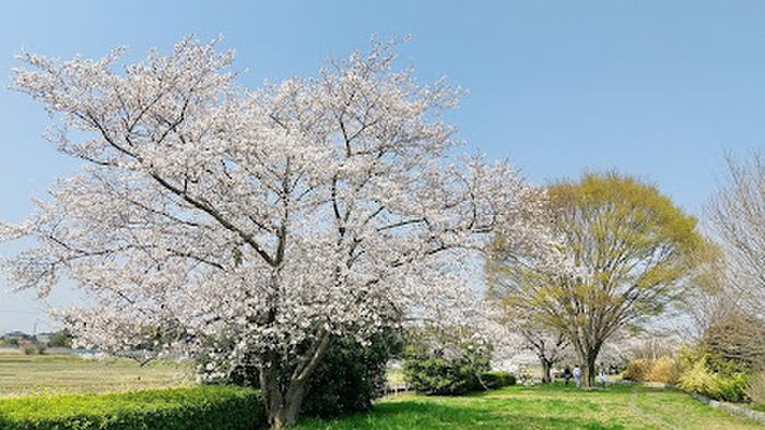 公園　後野公園（公園）まで1000m