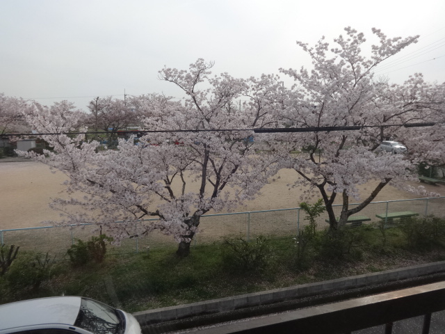 眺望　目の前は公園で桜が綺麗ですよ～！