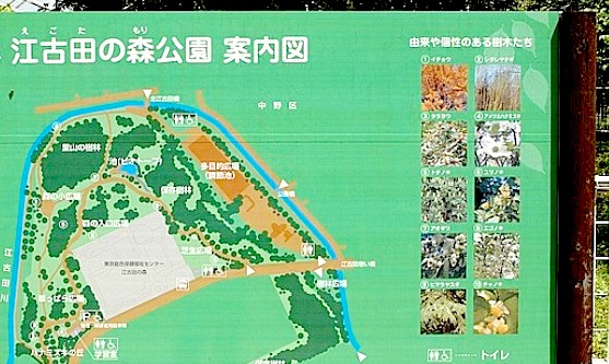 公園　江古田の 森公園（公園）まで161m