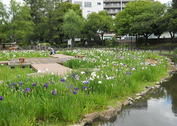 公園　横十間川親水公園（公園）まで400m