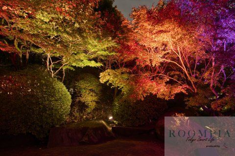 公園　目白庭園の紅葉ライトアップ 01（公園）まで1979m
