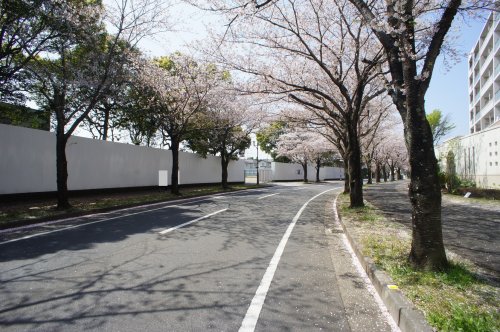 その他　桜並木（その他）まで1245m