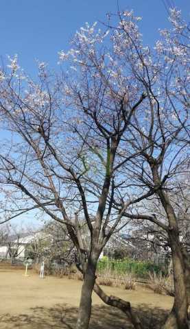 公園　並木町公園（公園）まで992m