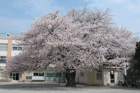 小学校　杉並区立浜田山小学校（小学校）まで470m