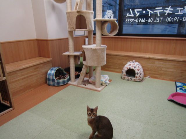 飲食店　猫カフェ　キティマム（飲食店）まで32m