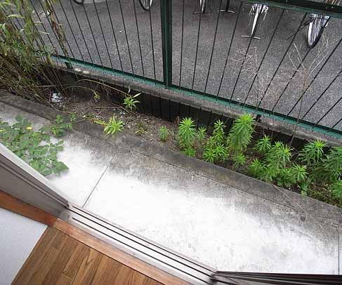 バルコニー