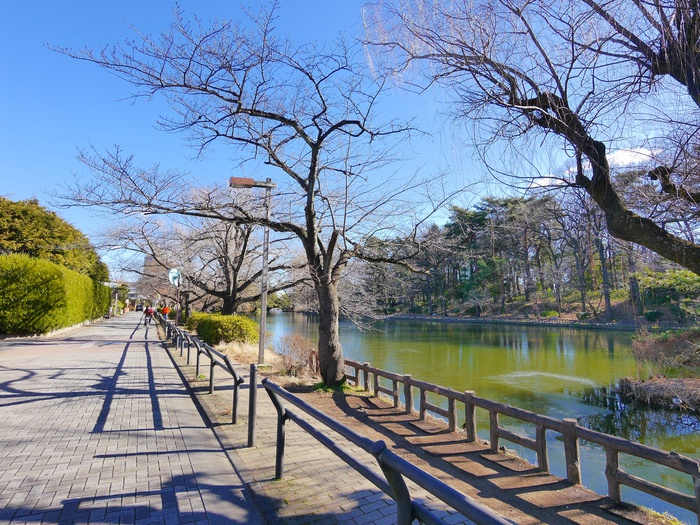 公園　石神井公園（公園）まで484m
