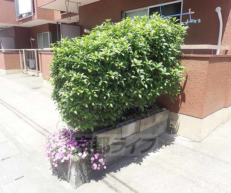 庭