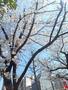 公園　浦和仲町1丁目ひろば（公園）まで513m