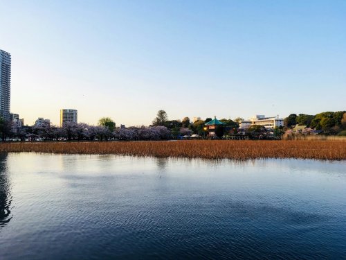 公園　上野恩賜公園（公園）まで1068m