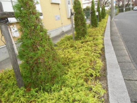 庭　植栽（イメージ）