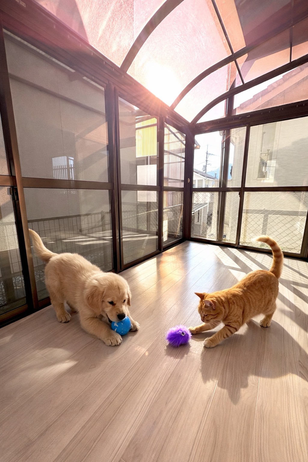 その他部屋・スペース　※犬や猫のみイメージです